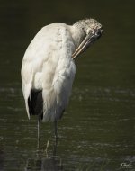 Wood Stork2.jpg