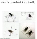 flies.jpg