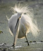Snowy Egret1.jpg