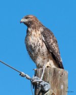 Redtail-408.jpg