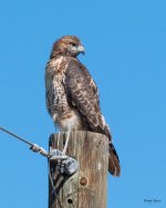 Redtail-409.jpg