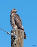 Redtail-410.jpg