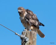 Redtail-411.jpg