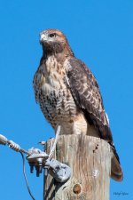 Redtail-412.jpg