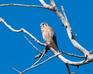 Kestrel-405.jpg