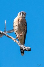 Kestrel-406.jpg