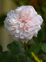 Rose.jpg