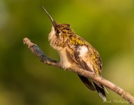 Hummingbirds-0217.jpg