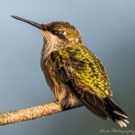 Hummingbirds-0286.jpg