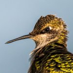 Hummingbirds-0293.jpg