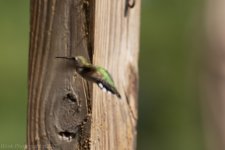 untitled shoot-9062.JPG