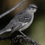 Mockingbird6.jpg
