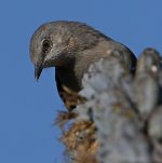Mockingbird10.jpg