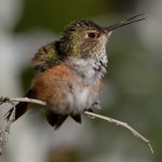 Hummer8.jpg