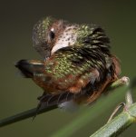 Hummer29.jpg