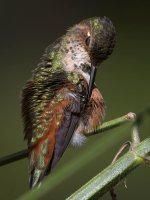 Hummer32.jpg