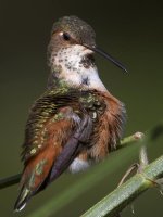 Hummer33.jpg