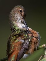 Hummer34.jpg