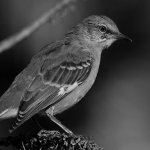 MockingbirdBW.jpg
