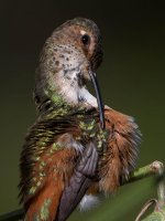 Hummer44.jpg