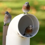 Bluebird2.jpg