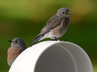 Bluebird4.jpg