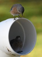Bluebird6.jpg