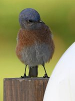 Bluebird8.jpg