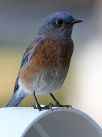 Bluebird10.jpg