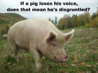 pig.jpg