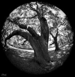 Old Oak Tree.jpg
