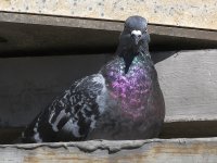 Pigeon2.jpg