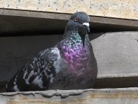 Pigeon3.jpg