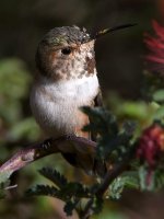 Hummer7.jpg