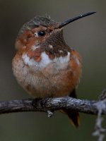 Hummer49.jpg