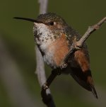 Hummer52.jpg