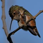 Hummer64.jpg