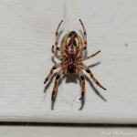 Laura's family-9247.jpg