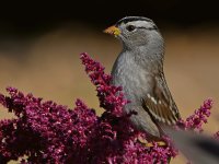 Sparrow.jpg