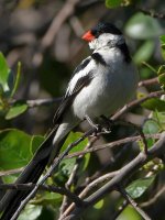 Whydah2.jpg