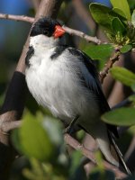 Whydah4.jpg