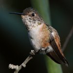 Hummer18.jpg