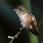Hummer19.jpg