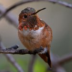 Hummer53.jpg