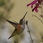 Hummer21.jpg