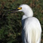 Egret5.jpg