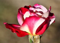 _ROY3514_01.jpg