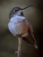 Hummer4.jpg