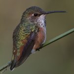 Hummer32.jpg