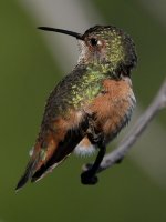 Hummer51.jpg
